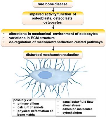 The Osteocyte as the New Discovery of Therapeutic Options in Rare Bone Diseases